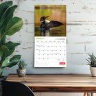 Wyman Publishing - 2026 Le Plongeon Huard Par Canadian Geographic Officiel Calendrier mural Suspendu Mensuel - 30,5 cm l x 61 cm H - Anglais-Caractéristiques - 16 mois (mise en page sur deux pages de septembre à décembre 2025 et de janvier à décembre 2026) , 30,5 cm x 30,5 cm (fermé) , 30,5 cm x 60,9 cm (ouvert) , 28 pages