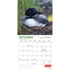 Wyman Publishing - 2026 Le Plongeon Huard Par Canadian Geographic Officiel Calendrier mural Suspendu Mensuel - 30,5 cm l x 61 cm H - Anglais-Grandes Pages de Jour Spacieuses - Tous les jours fériés les plus importants et les phases de la lune sont indiqués, avec beaucoup d'espace pour inscrire des notes et des rendez-vous