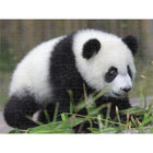 Prime 3D - Panda géant - 100 pièces-8
