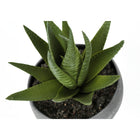 Monarch Specialties - Plante Artificielle - 6 po H - Succulent - Mis En Pot - Ensemble De 3 - Plantes Vertes - Pots Ciment Gris-7