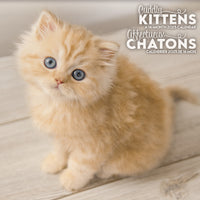 DateWorks - Mini Calendrier Mural 16 Mois des Chatons Câlins de 2025 - 7 po x 7 po - Bilingue-Septembre 2024 - Décembre 2025