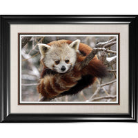 Red Panda - Impression encadree - 36" x 28"-Impression d'art de haute qualité avec passe-partout et encadrement professionnel