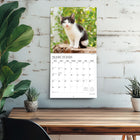 Plato - 2026 Câlins De Chaton Calendrier mural Suspendu Mensuel - 30,5 cm l x 61 cm H - Anglais-Caractéristiques - 16 mois (mise en page sur deux pages de septembre à décembre 2025 et de janvier à décembre 2026) , 30,5 cm x 30,5 cm (fermé) , 30,5 cm x 60,9 cm (ouvert) , 28 pages