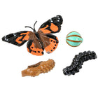 Insect Lore - Figurines étapes du cycle de la vie du papillon-Étude des animaux