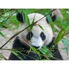 Prime 3D - Panda géant - 100 pièces-7