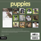 DateWorks - 2026 Mini Calendrier Mural 16 Mois - 7 po x 7 po - Chiots - Anglais -13 images de haute qualité imprimées sur du papier Premium