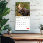 Wyman Publishing - 2026 Élan Par Canadian Geographic Officiel Calendrier mural Suspendu Mensuel - 30,5 cm l x 61 cm H - Anglais-Caractéristiques - 16 mois (mise en page sur deux pages de septembre à décembre 2025 et de janvier à décembre 2026) , 30,5 cm x 30,5 cm (fermé) , 30,5 cm x 60,9 cm (ouvert) , 28 pages