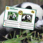 Prime 3D - Panda géant - 100 pièces-Dimensions une fois complété : 30 x 23 cm (12 po x 9 po)