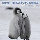 DateWorks - Mini Calendrier Mural 16 Mois de 2025 Animaux Bébés - 7 po x 7 po - Bilingue-Septembre 2024 - Décembre 2025