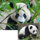 Prime 3D - Panda géant - 100 pièces-6