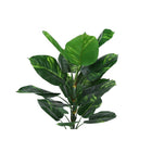 Monarch Specialties - Plante Artificielle - 54 po H - Arbre De Dieffenbachia - En Pot - Touche Réelle - Feuilles Vertes - Pot Noir-6