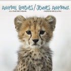 DateWorks - 2026 Calendrier Mural 16 Mois - 12 po x 12 po - Bébés Animaux - Bilingue -12,00" x 12,00"