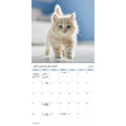 DateWorks - Mini Calendrier Mural 16 Mois des Chatons Câlins de 2025 - 7 po x 7 po - Bilingue-Animaux