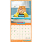 Plato - 2026 Avanti Cranky Kitties Officiel Calendrier mural Suspendu Mensuel - 30,5 cm l x 61 cm H - Anglais-À Utiliser Tout de Suite - Calendrier de 16 mois, 12 pages de mois pleines et comprenant en prime les quatre derniers mois de l'année précédente avec une image supplémentaire