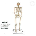 GEMMY - Squelette articulé de 2,5 m avec yeux lumineux-5