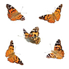 Kit de culture Butterfly Pavilion d'Insect Lore -6
