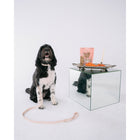 Dexypaws - Friandises pour chiens au saumon -12 onces