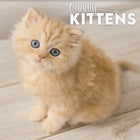 DateWorks - Mini Calendrier Mural 16 Mois des Chatons Câlins de 2025 - 7 po x 7 po - Anglais-Septembre 2024 - Décembre 2025