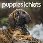 DateWorks - 2026 Calendrier Mural 16 Mois - 12 po x 12 po - Chiots - Bilingue -12,00" x 12,00"