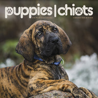 DateWorks - 2026 Calendrier Mural 16 Mois - 12 po x 12 po - Chiots - Bilingue -12,00" x 12,00"