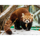Prime 3D - Panda roux - 500 pièces-6