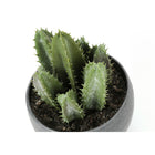 Monarch Specialties - Plante Artificielle - 6 po H - Succulent - Mis En Pot - Ensemble De 3 - Plantes Vertes - Pots Ciment Gris-8