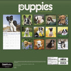 DateWorks - Calendrier Mural 16 Mois 2025 Chiots - 12 po x 12 po - Anglais-Comprend des pages mensuelles de janvier à décembre 2025, ainsi que les 4 derniers mois de 2024.