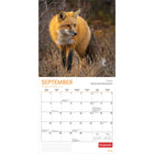 Wyman Publishing - 2026 Renards Par Canadian Geographic Officiel Calendrier mural Suspendu Mensuel - 30,5 cm l x 61 cm H - Anglais-Grandes Pages de Jour Spacieuses - Tous les jours fériés les plus importants et les phases de la lune sont indiqués, avec beaucoup d'espace pour inscrire des notes et des rendez-vous