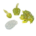 Chiffres des étapes du cycle de vie de la grenouille du savoir des insectes-Idéal comme aide visuelle pour la classe,