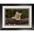 Lion Cub - Impression encadree - 36" x 28"-Impression d'art de haute qualité avec passe-partout et encadrement professionnel