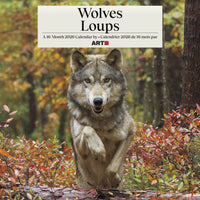 DateWorks - 2026 Calendrier Mural 16 Mois - 12 po x 12 po - Loups - Bilingue -12,00" x 12,00"