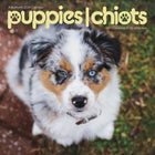 DateWorks - 2026 Mini Calendrier Mural 16 Mois - 7 po x 7 po - Chiots - Bilingue -7,00" x 7,00"