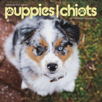 DateWorks - 2026 Mini Calendrier Mural 16 Mois - 7 po x 7 po - Chiots - Bilingue -7,00" x 7,00"