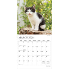 Plato - 2026 Câlins De Chaton Calendrier mural Suspendu Mensuel - 30,5 cm l x 61 cm H - Anglais-À Utiliser Tout de Suite - Calendrier de 16 mois, 12 pages de mois pleines et comprenant en prime les quatre derniers mois de l'année précédente avec une image supplémentaire
