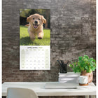 Mead - Calendrier décoratif Chiots 2027, 12 po x 12 po, bilingue-Le calendrier fermé mesure 12 po L x 12 po l pour un affichage mural facile