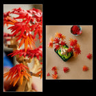 LEGO - Botanicals Le Bonsaï d’Érable Rouge Japonais, Décoration d'Arbre-Décoration végétale - Apportez une touche de tranquillité à votre espace de vie ou de travail en utilisant l’arbre comme décoration de maison ou de bureau qui ne se fanera jamais ou n’aura pas besoin d’être arrosé