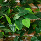 HOMCOM - Arbre s artificiels de ficus 6 pi pour décoration intérieure de la maison - vert - lot de 2-Matériau : PEVA, Métal 