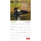 Wyman Publishing - 2026 Le Plongeon Huard Par Canadian Geographic Officiel Calendrier mural Suspendu Mensuel - 30,5 cm l x 61 cm H - Anglais-À Utiliser Tout de Suite - Calendrier de 16 mois, 12 pages de mois pleines et comprenant en prime les quatre derniers mois de l'année précédente avec une image supplémentaire