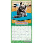 Plato - 2026 Avanti Cranky Kitties Officiel Calendrier mural Suspendu Mensuel - 30,5 cm l x 61 cm H - Anglais-Grandes Pages de Jour Spacieuses - Tous les jours fériés les plus importants et les phases de la lune sont indiqués, avec beaucoup d'espace pour inscrire des notes et des rendez-vous