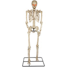 GEMMY - Squelette articulé de 2,5 m avec yeux lumineux-Squelette articulé de 3 mètres