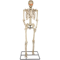 GEMMY - Squelette articulé de 2,5 m avec yeux lumineux-Squelette articulé de 3 mètres