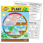 TREND Enterprises, Inc. Cycle de vie d'un tableau d'apprentissage d'une usine, 17" x 22"-Complète les autres graphiques de cycle de vie TREND. Le contenu prend en charge les normes de lecture et de science.