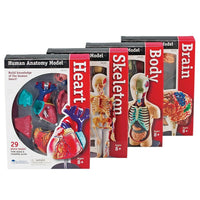 Learning Resources® – Ensemble de modèles d'anatomie, anglais-Conçu pour les âges de 8 à 11 ans, 3e année en montant