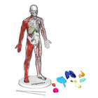 Discovery - Ensemble Anatomie humaine-Jeux de rôle amusants : Stimulez les jeunes esprits avec des jeux de rôle de médecin et des activités favorisant la compréhension du corps humain, tout en suscitant un intérêt pour la biologie, la physiologie et les domaines scientifiques connexes.