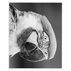 JAM Paper Enveloppe emballage cello avec fermeture auto-adhésive, 8 7/16 x 10 1/4 po, transparent, paquet de 1000-Idéal pour les invitations, annonces, promotions et salutations