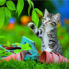 RAVENSBURGER - Chatons tigres-Dimensions: 7,6 po L x 10,8 po l x 1,5 po H