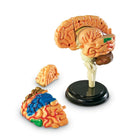 Modèles d’anatomie du cerveau Learning ResourcesMD-Type : Corps humain