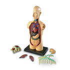 Modèle anatomie corps humain Learning ResourcesMD-Type : Corps humain