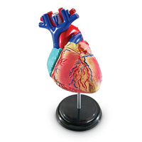 Learning Resources – Modèle d’anatomie du cœur-Groupe d’âge et niveau : Enfants de 8 à 11 ans, à partir de la 3e année