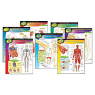 Trend Enterprises – Carte d’apprentissage du corps humain, 7/paquet (T-38913)-Dimensions : 17 haut. x 22 larg. (po)